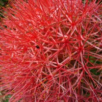 Scadoxus